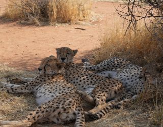 Cheetahs liggen in de schaduw in Namibië