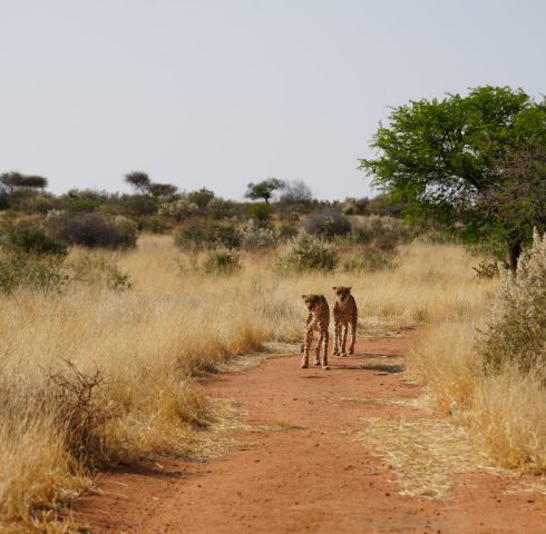 Ga op cheetah walk