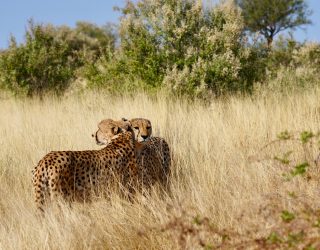 Twee cheetahs knuffelen in Namibië