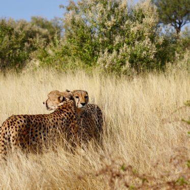 Twee cheetahs knuffelen in Namibië