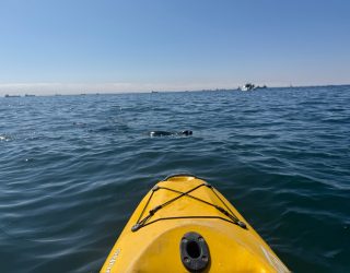 Op de kajak zeehonden spotten Swakopmund