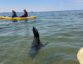 Zeehond zwemt naar onder in Namibië