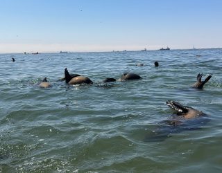 Zwemmende zeehonden in Swakopmund