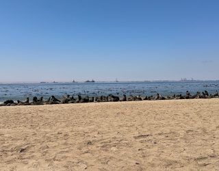 Zeehonden in de verte op strand in Swakopmund