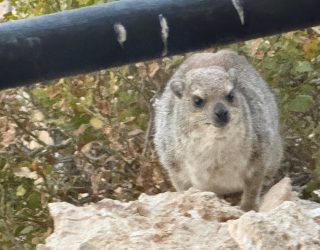 Dassie in Ugab
