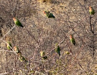 Vogeltjes Ugab