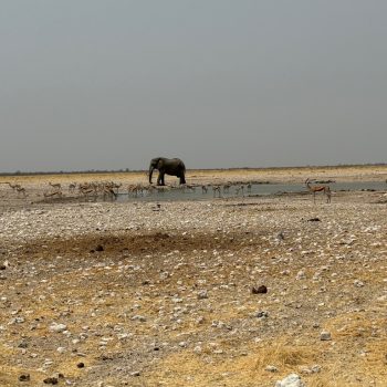 Aankomst in Etosha