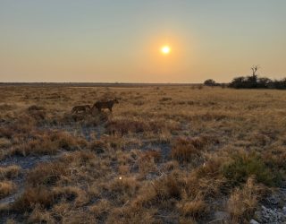 Zonsondergang in Onguma