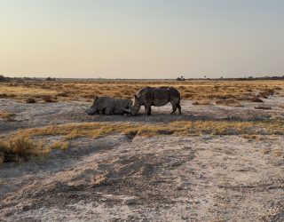 Twee neushoorns Onguma