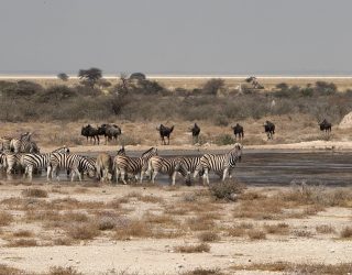 Dieren bij drinkplek verblijf Onguma