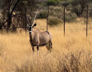 Dier gespot tijdens het paardrijden in Namibië