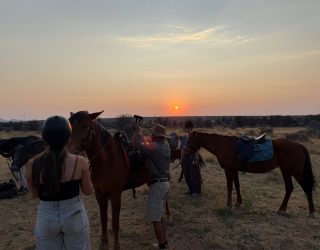 Paarden vrijlaten in Namibië
