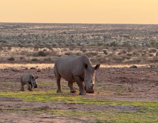 Neushoorns verblijf Mariental