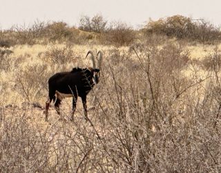 Dier wandeling reservaat Mariental