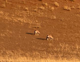 Dieren onderweg naar Sossusvlei