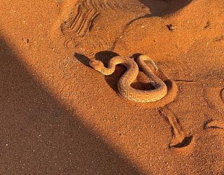 Slang in Sossusvlei
