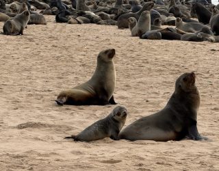 Baby en andere zeehond op strand in Namibië