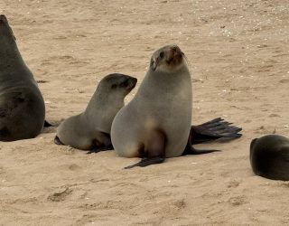 Twee zeehonden in Swakopmund