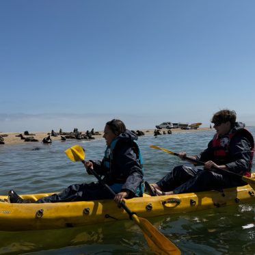Tieners kajakken op zee tussen zeehonden