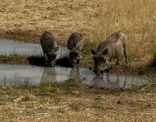 Drinkende dieren in Okonjima