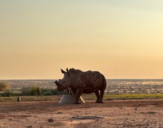 Neushoorn bij zonsondergang