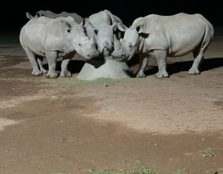 Neushoorns drinken in Mariental