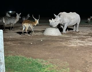 Neushoorn met andere dieren bij drinkplek Mariental