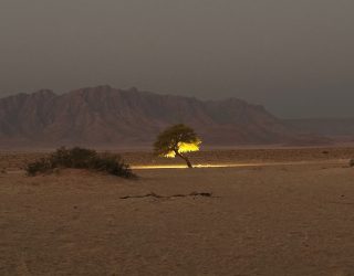 Verlichte boom verblijf Sossusvlei