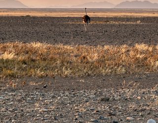 Vogel onderweg naar Sossusvlei
