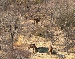 Drinkplaats dieren verblijf Ugab