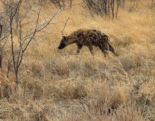 Hyena in Etosha