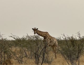 Giraf in natuur Etosha