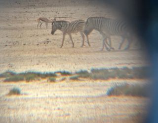 Zebra's spotten met verrekijken Etosha