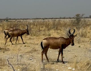 Dieren spotten in Etosha