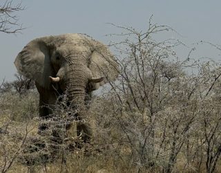 Olifant in Onguma