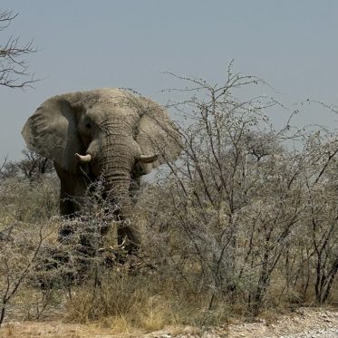 Olifant in Onguma