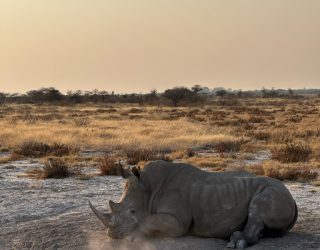 Neushoorn ligt in Onguma