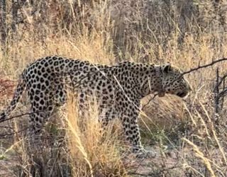 Luipaard sluipt in Okonjima