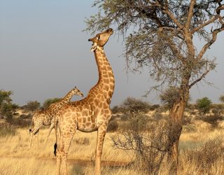Giraffen tijdens paardrijden in Namibië