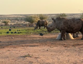 Neushoorns op accommodatie Mariental