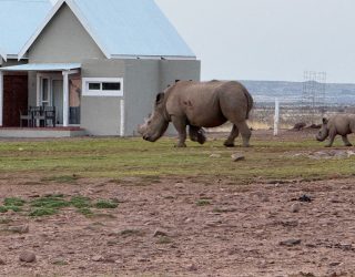 Neushoorn stapt bij verblijf in Mariental