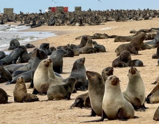 Zeehonden op strand in Namibië