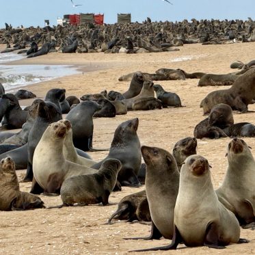 Zeehonden op strand in Namibië