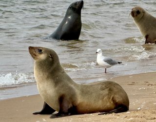 Zeehonden met meeuw in Swakopmund