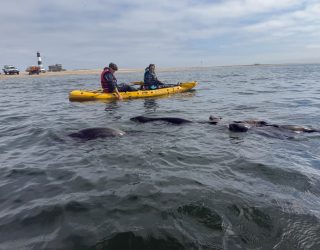 Tieners op kajak spotten zwemmende zeehonden