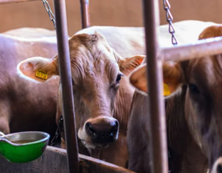 Koe verblijf vlakbij Budva