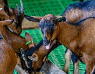 Geitjes verblijf vlakbij Budva