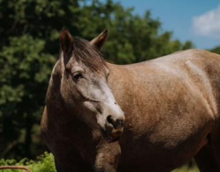 Paard verblijf nabij Budva