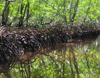 Mangrove Lembongan