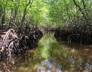 Mangrove in Lembongan